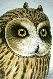 Print Prints: Lithograph Illustration: Short eared Owl -from J Gould Birds of Great Britain 1862-73