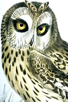 Images Dated 7th March 2006: Lithograph Illustration: - Short Eared Owl- from J Gould Birds of Europe 1832-37