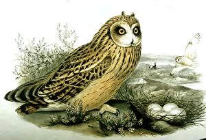 Images Dated 7th March 2006: Lithograph Illustration: Short eared Owl at nest -from J Gould Birds of Great Britain 1862-73