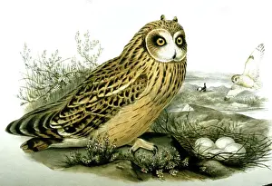 Print Prints: Lithograph Illustration: Short eared Owl at nest -from J Gould Birds of Great Britain 1862-73