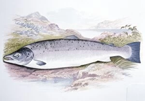 Images Dated 4th January 2006: Lithograph - of Salmon