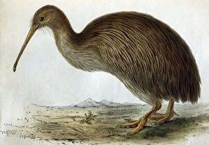 Images Dated 15th November 2005: Lithographic Illustration: Brown Kiwi - from TZS 1835, original artwork by John & Elizabeth Gould