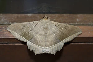 Images Dated 18th May 2020: Litter Moth - Klungkung, Bali, Indonesia Date: 05-Nov-04