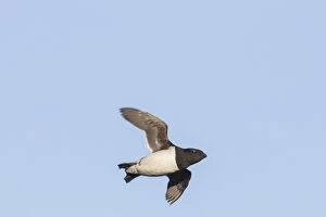 Little Auk / Dovekie - adult bird in flight - Svalbard