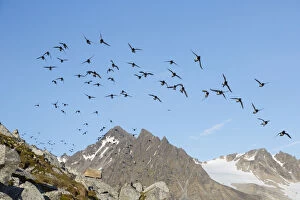Auks Gallery: Little Auk / Dovekie - flock in flight - Svalbard, Norway