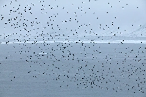 Images Dated 17th June 2003: Little Auk - Flying over Fjord in Summer - June - Spitsbergen