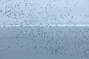 Fjords Prints: Little Auk - Flying over Fjord in Summer - June - Spitsbergen