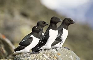 Little AUK - four perched on rock