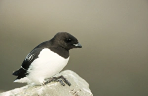 Auks Gallery: Little AUK - on rock