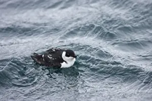 Little Auk - At Sea in Winter Alle alle Varanger Fjord, Norway BI013775