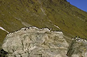 Auks Prints: Little Auk - Spitzbergen