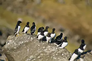 Auks Prints: Little Auks