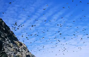 Little Auks Spitzebergen