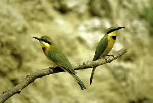 Bee Eater Prints: Little Bee-eater