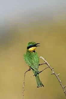 Images Dated 10th August 2004: Little Bee-Eater. Kenya - Africa