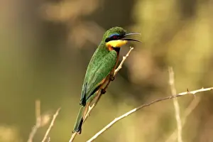 Little Bee-Eater. Kenya - Africa