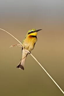 Little Bee-Eater - perched on thin reed