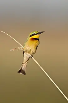 Little Bee-Eater - perched on thin reed - Okavango River - Botswana