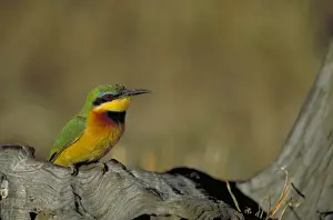 Bee Eater Prints: Little Bee-Eater. Single bird perched on deadwood Maasai mara. kenyaAfrica