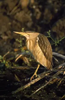 Little Bittern