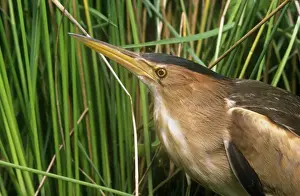 Little Bittern