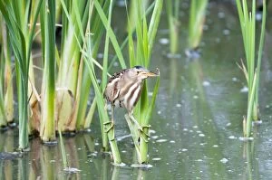 Little Bittern - female on reeds