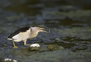 Lesvos Prints: Little Bittern - Fishing for Tadpoles Lesbos, Greece BI006881