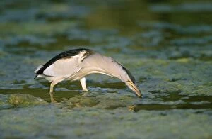 Images Dated 15th April 2011: Little Bittern - fishing for tadpoles - Lesbos - Greece