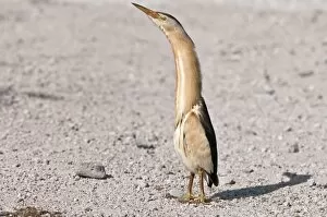 Images Dated 6th May 2010: Little Bittern - male standing on road - necked stretched up - Lesvos
