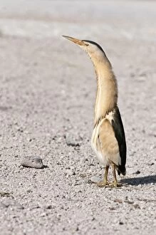Images Dated 6th May 2010: Little Bittern - male standing on road - necked stretched up - Lesvos