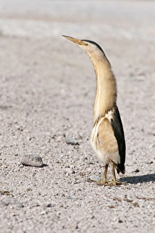 Little Bittern - male standing on road - necked stretched up Little Bittern - male standing on road - necked stretched up