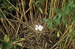 Images Dated 26th October 2010: Little Bittern - nest with eggs - Hungary