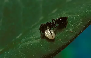 Little black ant (probably Iridomyrmex sp. ), a forager taking the egg of a Wanderer butterfly to its nest. New South Wales, Australia