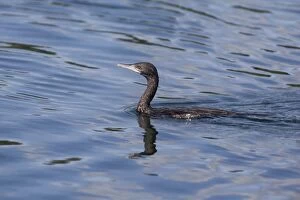 Images Dated 22nd November 2011: Little Black Cormorant