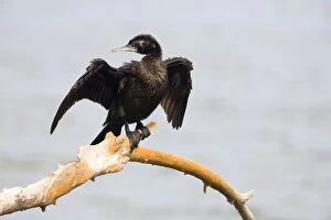 Little Black Cormorant - Drying wings
