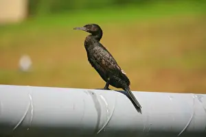 Little Black Cormorant This is a freshwater cormorant but sometimes seen along the coast. Perched on a pipe crossing the Opanuku Stream, Henderson, Auckland, New Zealand