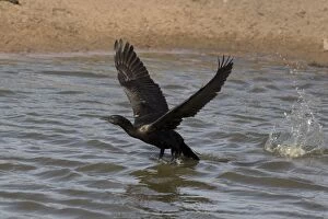 Little Black Cormorant taking off from a pond at Peppim
