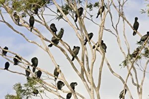 Little Black Cormorants - Flock of bird roosting in a gum tree