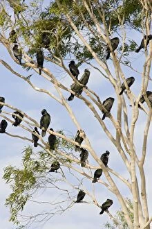 Little Black Cormorants - Flock of birds roosting in a gum tree