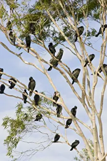 Little Black Cormorants - Flock of birds roosting in a gum tree. Queensland, Australia
