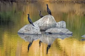 Fish Eater Prints: Little Black Cormorants - resting in exposed rocks in river