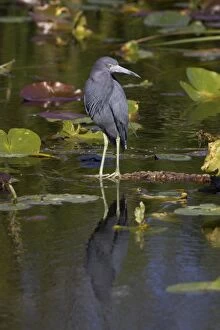 Images Dated 17th October 2005: Little Blue Heron Everglades National Park, florida, USA BI000705