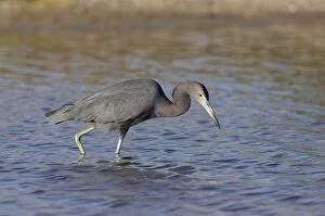 Images Dated 17th October 2005: Little Blue Heron - fishing Marco Island, florida, USA BI000708