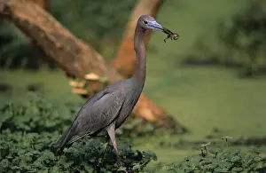Little Blue Heron - with frog prey - Louisiana USA