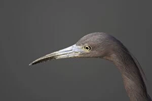 Little Blue Heron - head shot