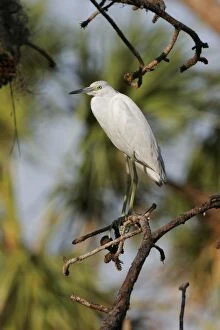 Images Dated 2nd March 2005: Little Blue Heron - immature