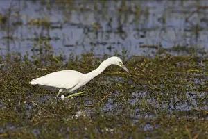 Little Blue Heron - immature Cypress Lake, florida, USA BI000716