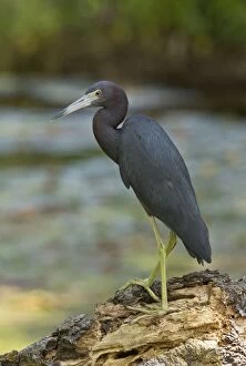 Little Blue Heron perched by river Tobago