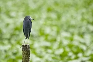 Images Dated 5th December 2008: Little Blue Heron - on post - water treatment plant near airport - Trinidad