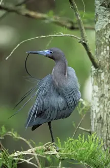 Little Blue Heron Preening, Louisiana